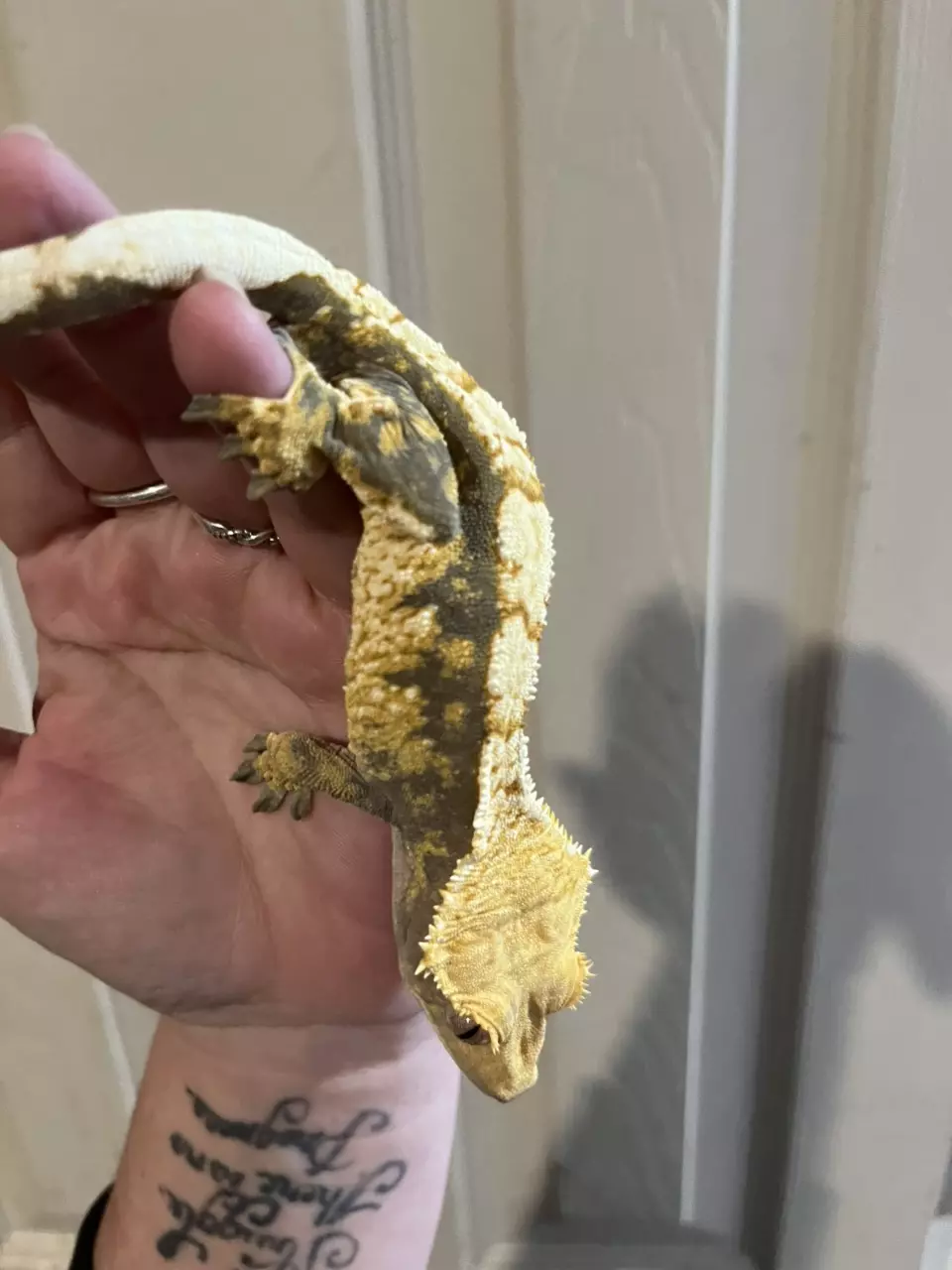 plant/Rtb Tricolor male 8/2/24 40g-0