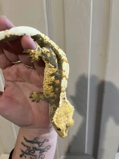 plant/Rtb Tricolor male 8/2/24 40g-0-thumbnail