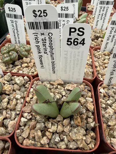 plant/PS564 Conophytum bilobum x 'Starina' (rich pink flowers)-0-thumbnail