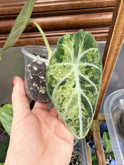 plant/Alocasia Ninja Tricolor Splash ✨-2-thumbnail
