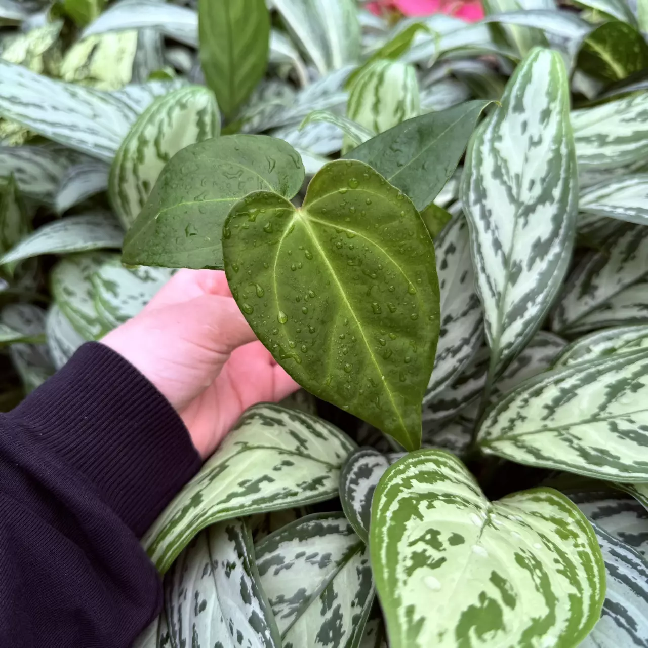 plant/Seed grown Anthurium Venom x Magnificum Starter Plant Growers Choice-1