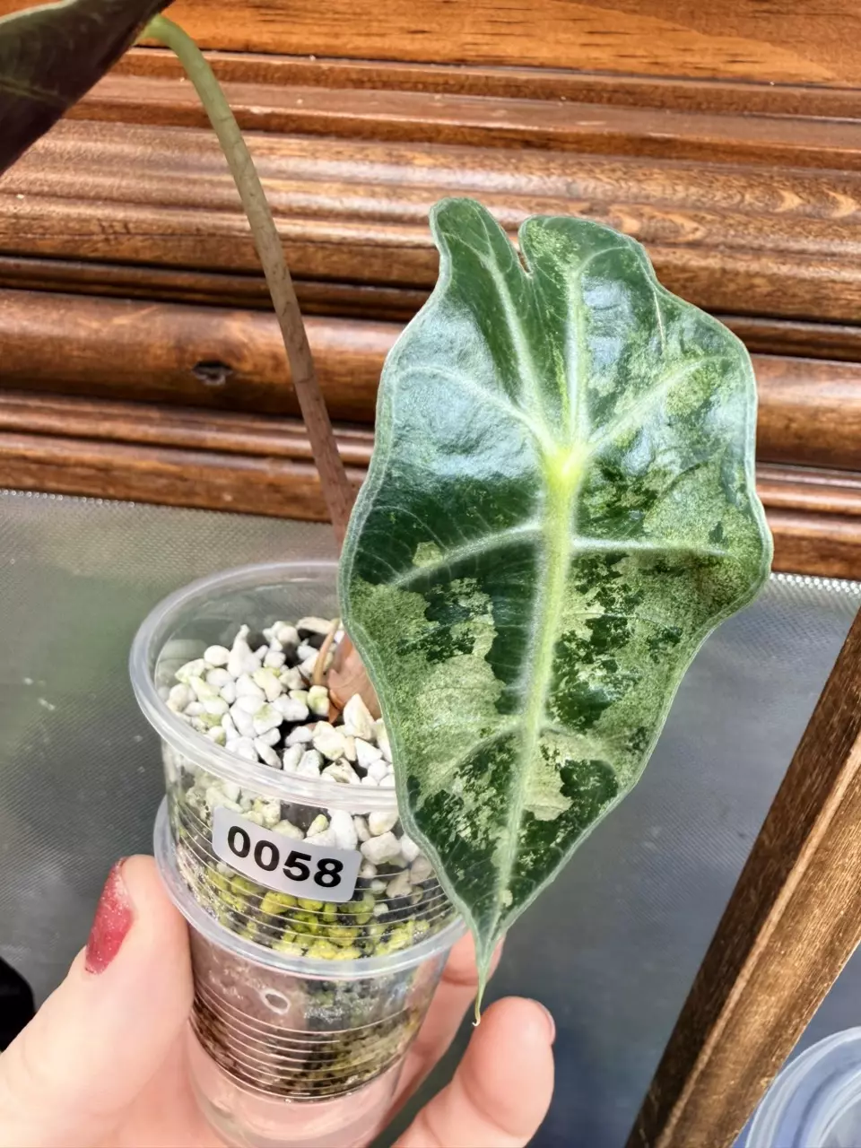 plant/Alocasia Sanderiana bull pink #58-0