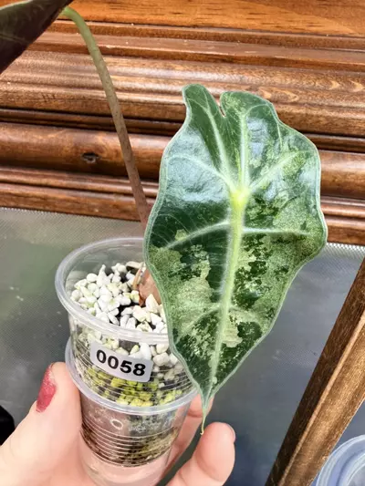 plant/Alocasia Sanderiana bull pink #58-0-thumbnail