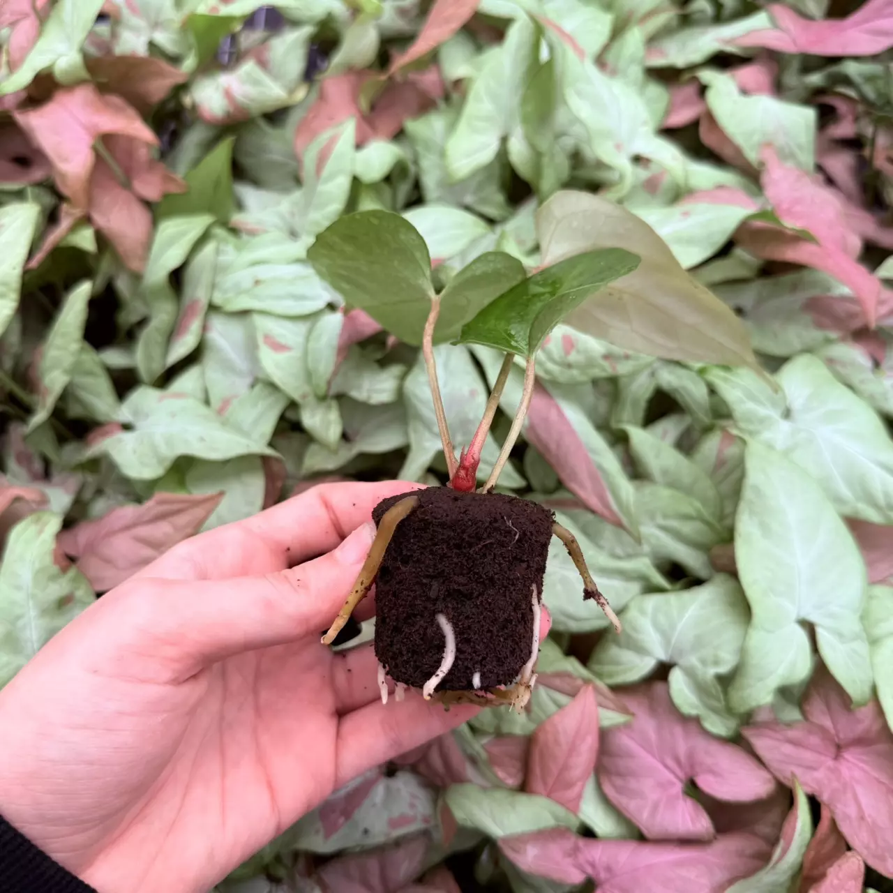 plant/Seed grown Anthurium Fort Sherman x Rubicon Starter Plant Growers Choice-4