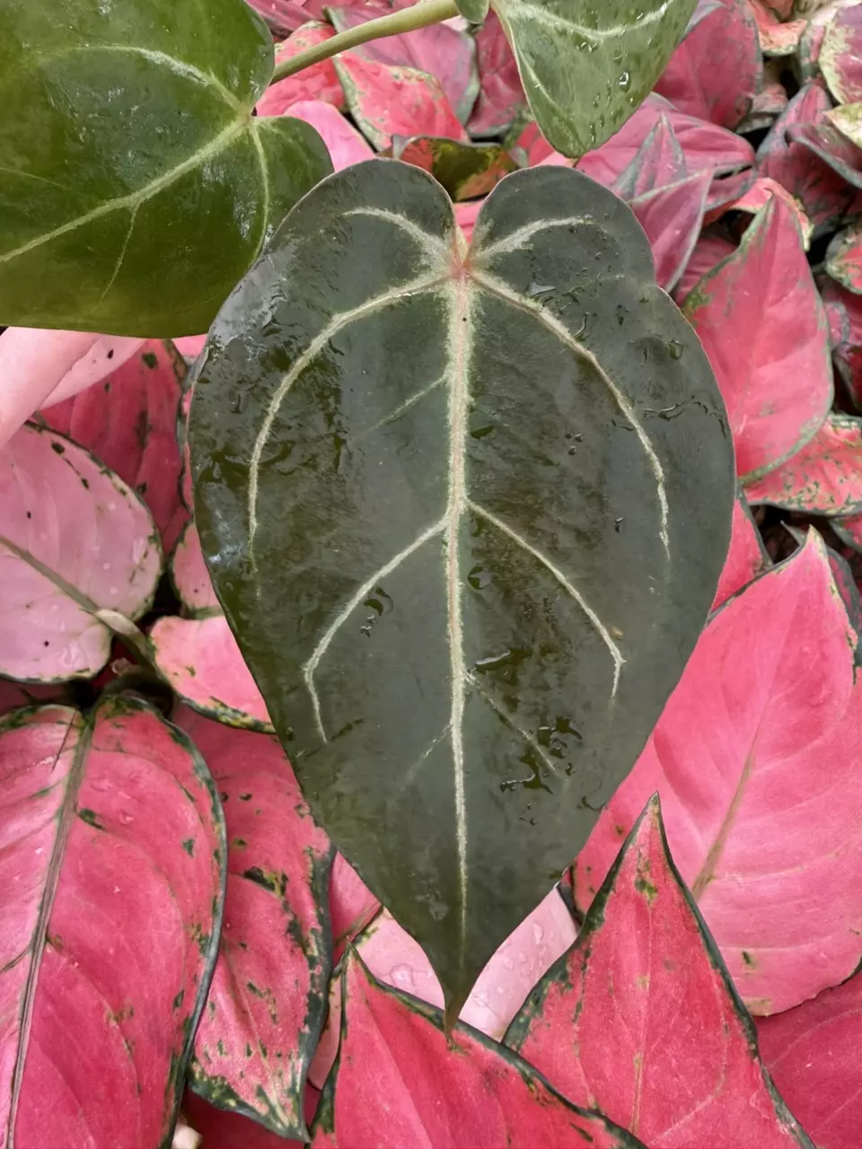 plant/Seed grown Anthurium King of Spades x Huffmanii Starter Plant Growers Choice-0