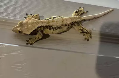 plant/Lavender Extreme Harlequin female spots 34g 7/4/24-0-thumbnail