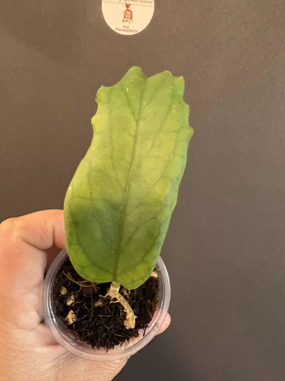 plant/Hoya Golden eye-1