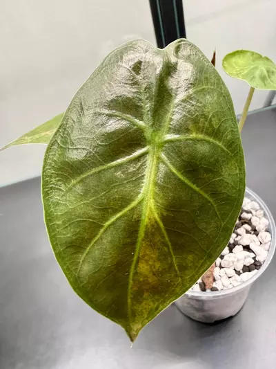 plant/Alocasia Wentii Aurea | Exact Plant-0-thumbnail