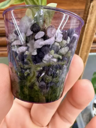 plant/Philodendron Silver Sword variegated✨#55-5-thumbnail