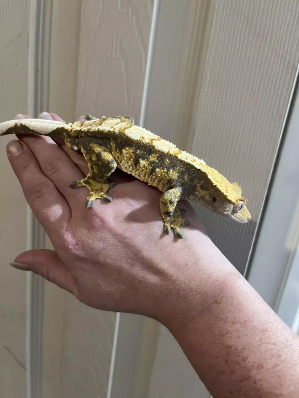 plant/Rtb Tricolor male 8/2/24 40g-3