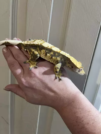 plant/Rtb Tricolor male 8/2/24 40g-3-thumbnail