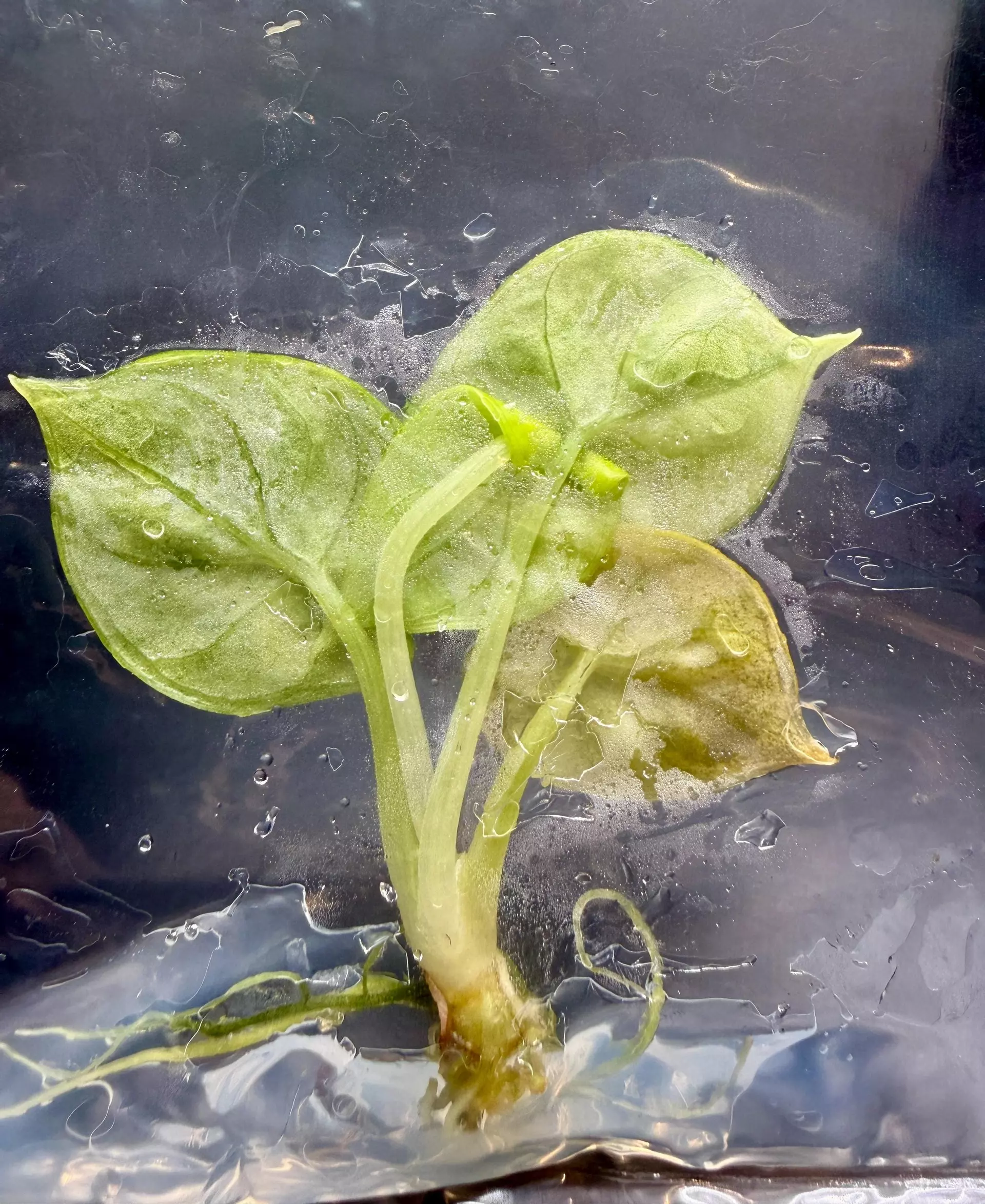 plant/Alocasia Silver Dragon Aurea | Tissue Culture-1