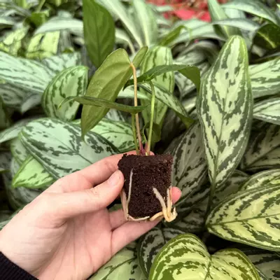 plant/Seed grown Anthurium Venom x Magnificum Starter Plant Growers Choice-2-thumbnail