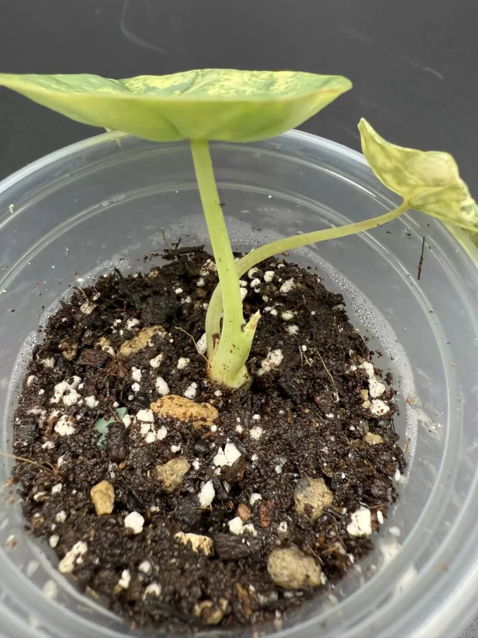 plant/💚Alocasia Nebula Aurea💚-2