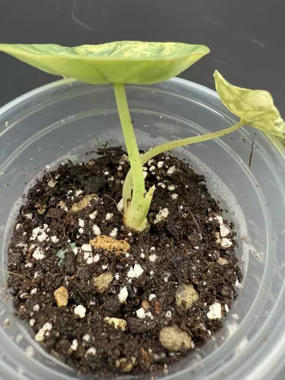 plant/💚Alocasia Nebula Aurea💚-2-thumbnail