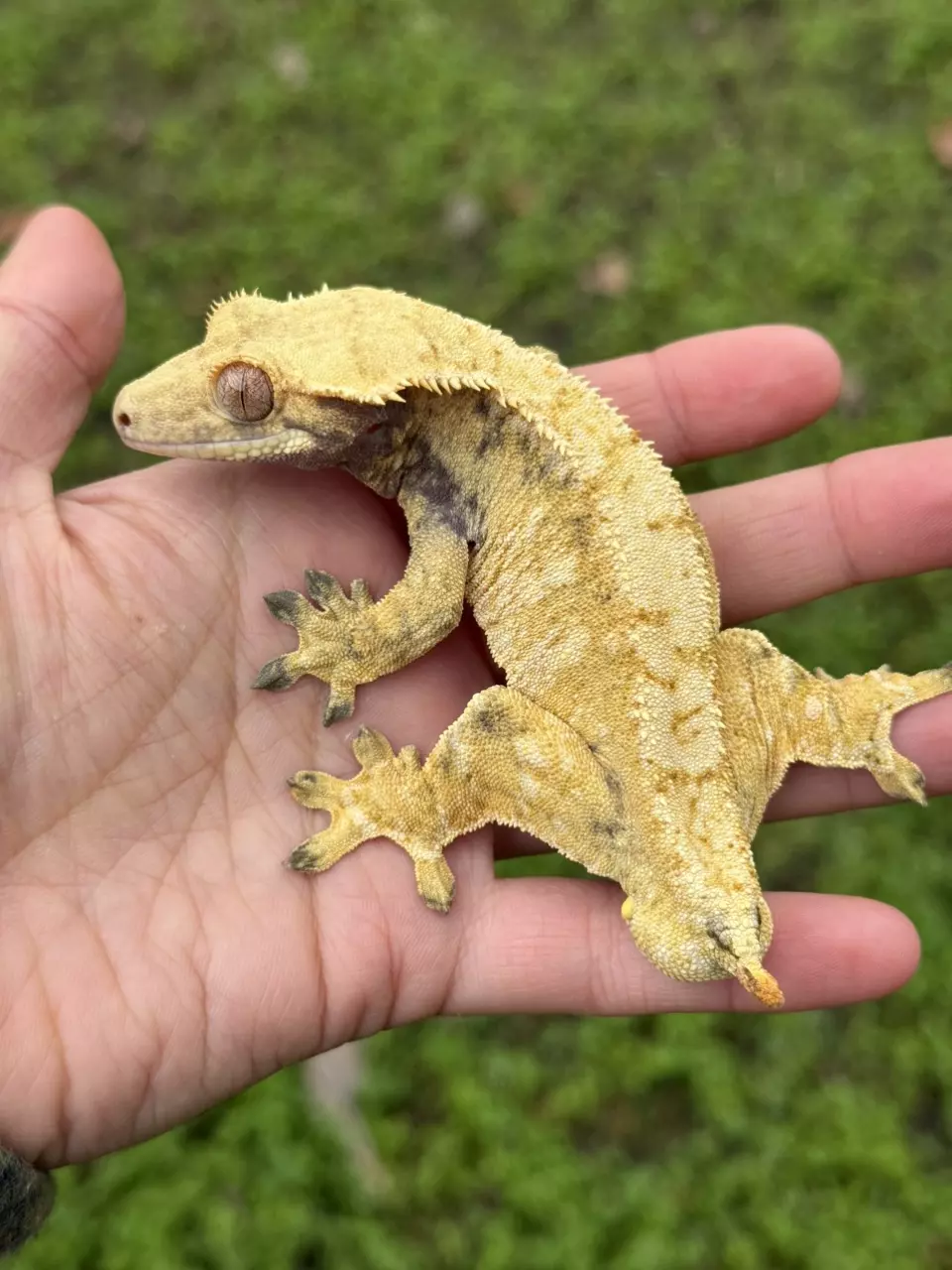 plant/Caseoh - RTB M High Orange Extreme-2