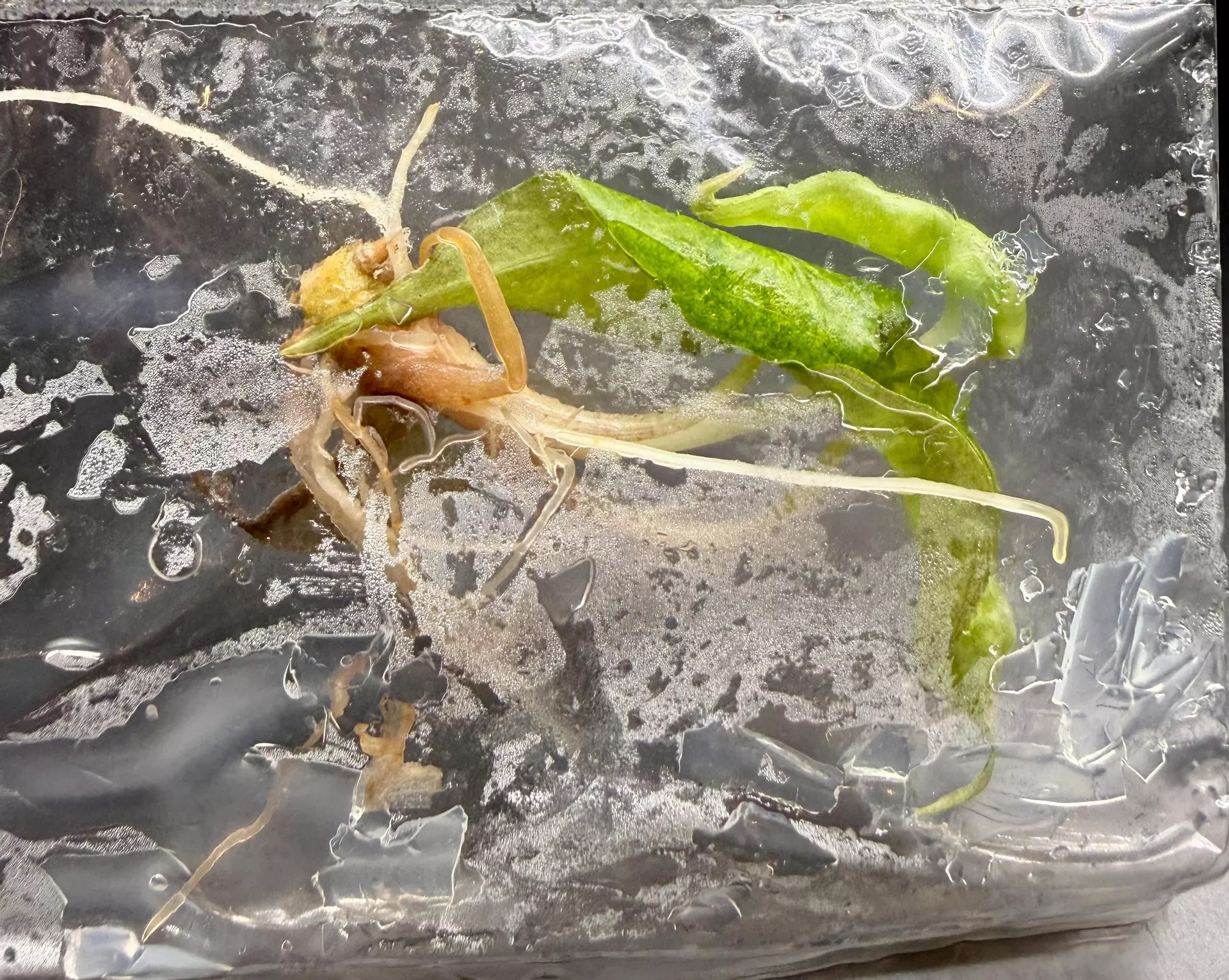 plant/Alocasia Polly Aurea | Tissue Culture-0