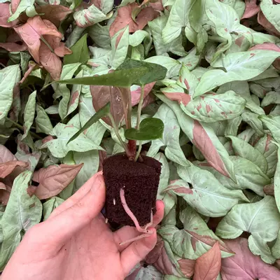 plant/Seed grown Anthurium Bvit x Dark Phoenix Starter Plant Growers Choice-3-thumbnail