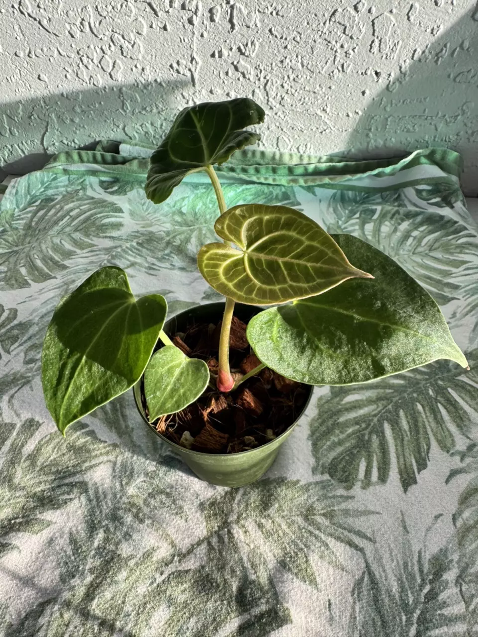 plant/A. Clarinervium-0