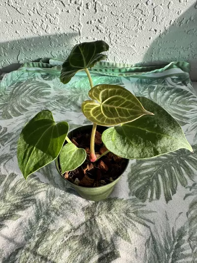 plant/A. Clarinervium-0-thumbnail