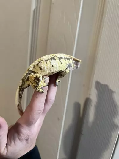 plant/Lavender Extreme Harlequin female spots 34g 7/4/24-2-thumbnail