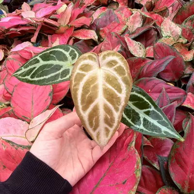 plant/Seed grown Anthurium Red Silver x Warocqueanum Starter Plant Growers Choice-0-thumbnail