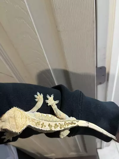 plant/Brindlequin white wall male 11/3/24 35g-2-thumbnail