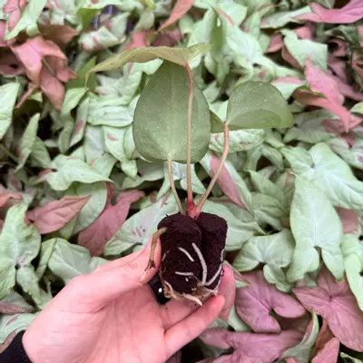 plant/Seed grown Anthurium Fort Sherman x Rubicon Starter Plant Growers Choice-2-thumbnail