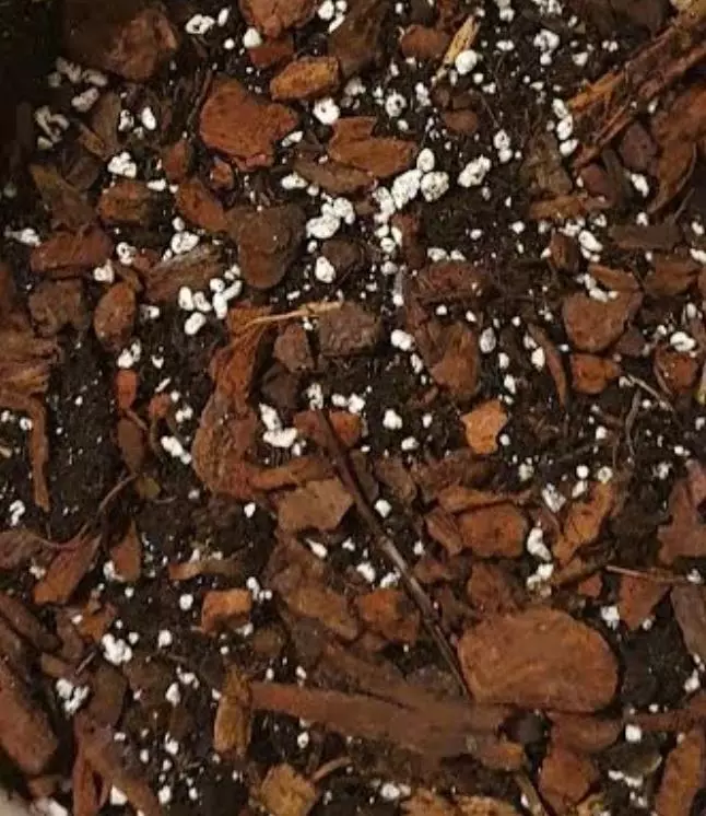 plant/Chunky soil mix-0