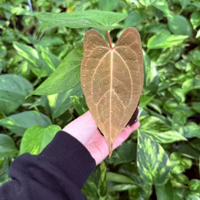 plant/Seed grown Anthurium Black Sweet x Dark Phoenix Starter Plant Growers Choice-1-thumbnail