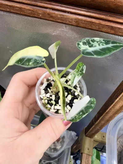 plant/Alocasia Bambino green variegated✨#56-1-thumbnail