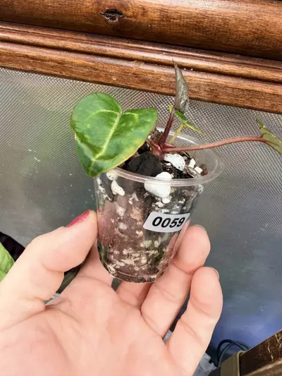 plant/Anthurium Wonderboy #59-1-thumbnail