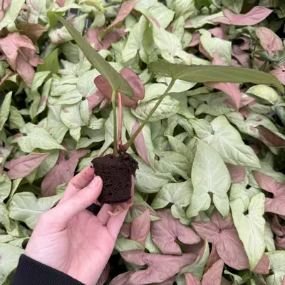 plant/Seed grown Anthurium Silver Tiger x Stingray Starter Plant Growers Choice-6-thumbnail