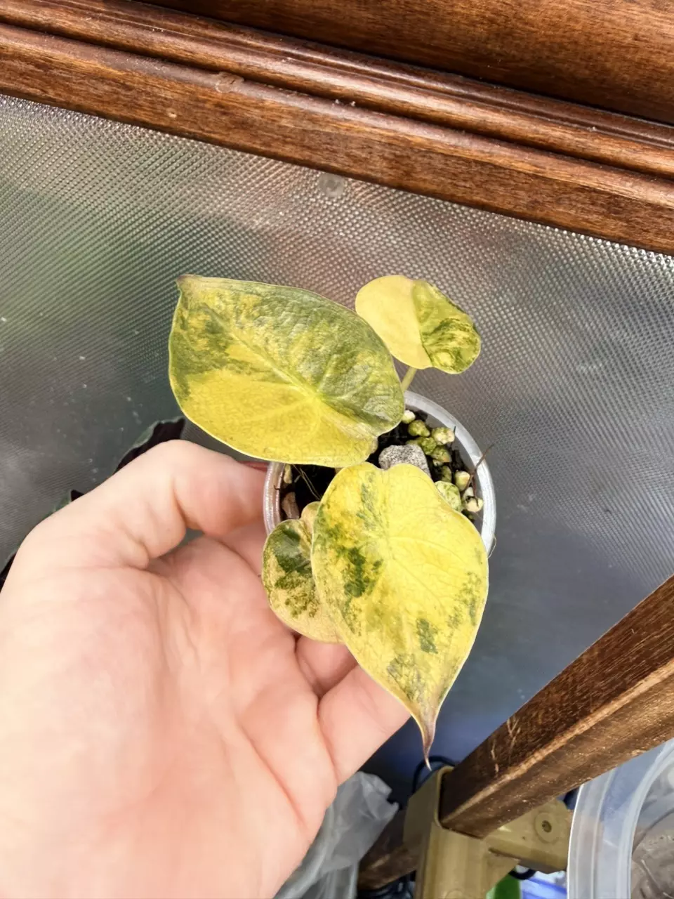 plant/Alocasia Wentii Aurea ✨#57-1