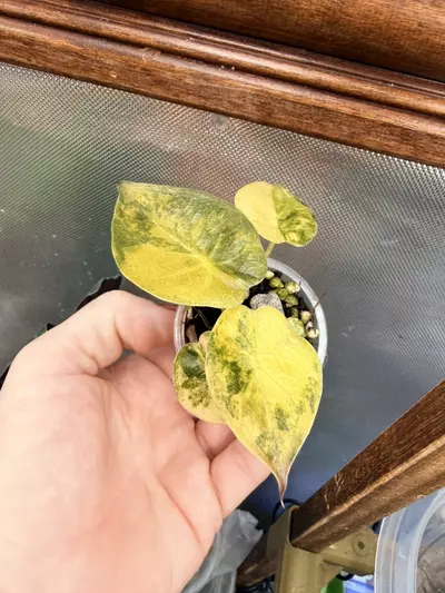 plant/Alocasia Wentii Aurea ✨#57-1-thumbnail