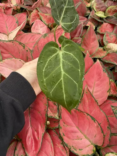 plant/Seed grown Anthurium King of Spades x Huffmanii Starter Plant Growers Choice-1-thumbnail