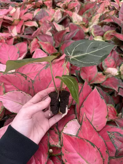 plant/Seed grown Anthurium King of Spades x Huffmanii Starter Plant Growers Choice-4-thumbnail