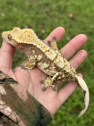 plant/Tres Leches - RTB F Drippy High White/Cream-1-thumbnail