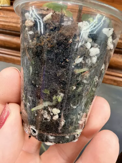 plant/Anthurium Wonderboy #59-6-thumbnail