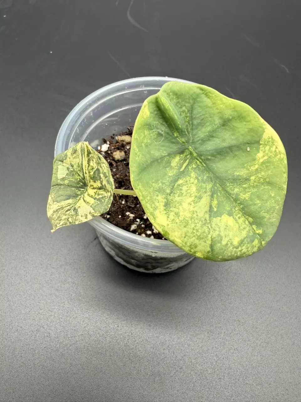 plant/💚Alocasia Nebula Aurea💚-0