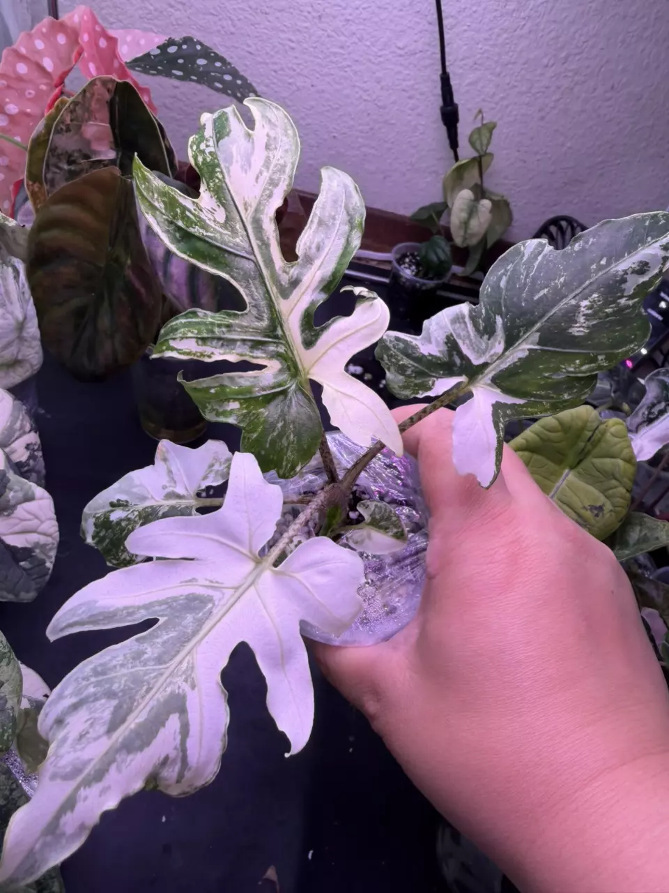 plant/Alocasia Brancifolia Albo (2 plants)-0