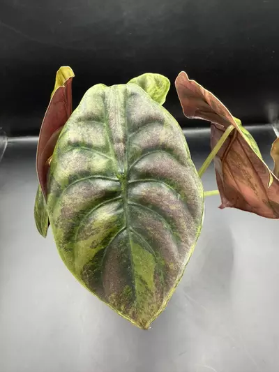 plant/Alocasia Cuprea Caraml Latte-1-thumbnail