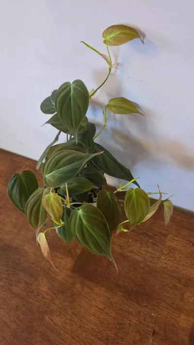 plant/Philodendron Micans-0-thumbnail