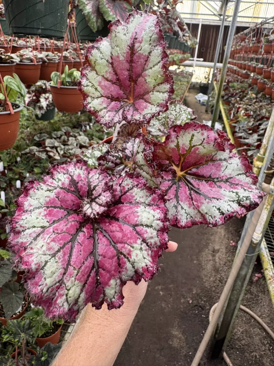 plant/Harmony’s prismatic blush starter plant growers choice-0