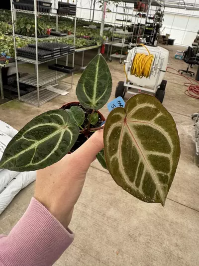 plant/Anthurium Magnificum x silver blush 4” pot growers choice-2-thumbnail