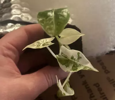 plant/Alocasia Variegated Frydek-0-thumbnail