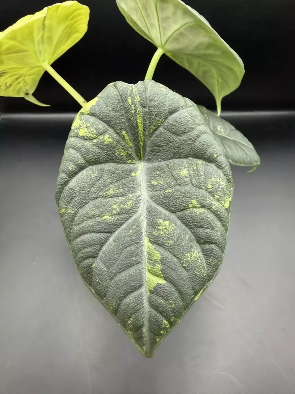 plant/Alocasia Maharani Lemon Lime-1