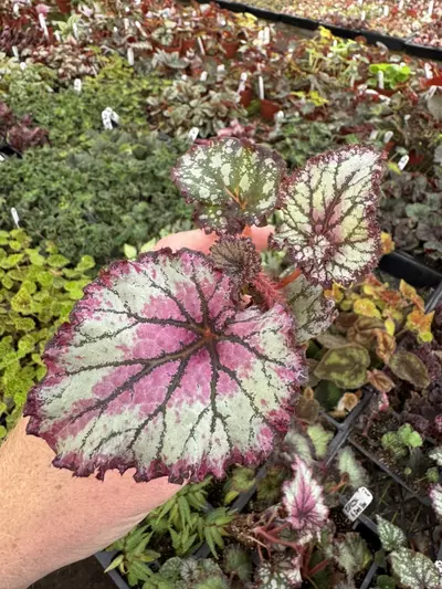 plant/Harmony’s prismatic blush starter plant growers choice-3-thumbnail