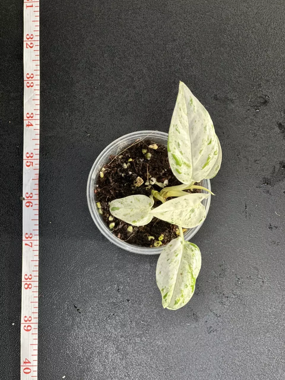 plant/Epipremnum pinnatum 'Marble'-1