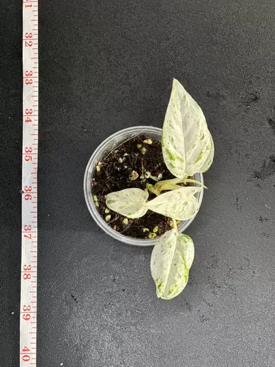 plant/Epipremnum pinnatum 'Marble'-1-thumbnail